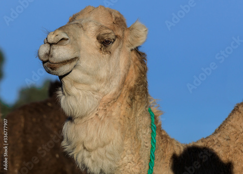 Portrait Kopf von einem Kamel