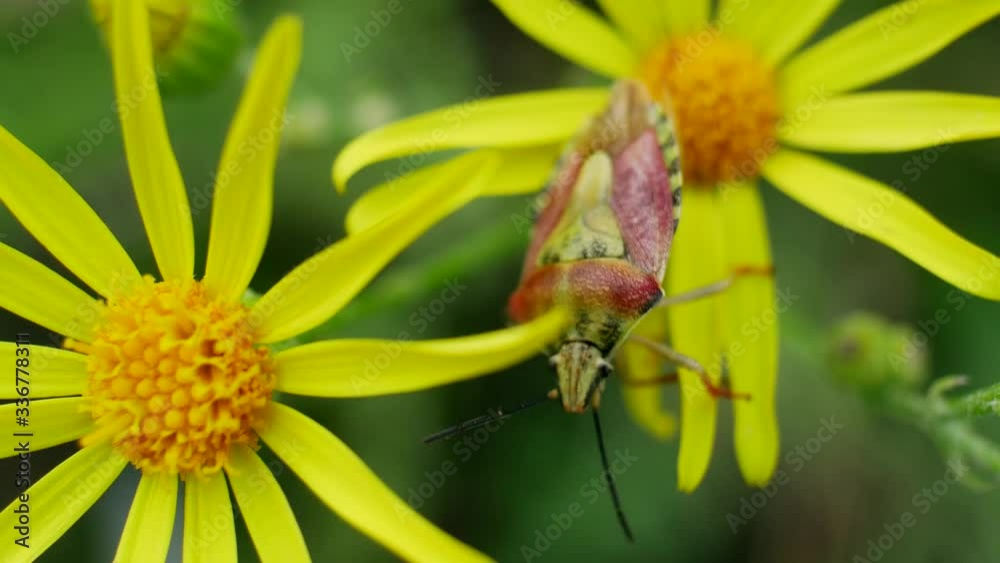 One bug sits on edge of petal of yellow flower in garden on green background One bug sits on edge of petal of yellow flower in garden on green background
