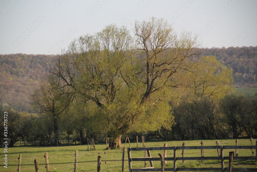 Wild willow and pear trees in the meadow Wild willow and pear trees in the meadow