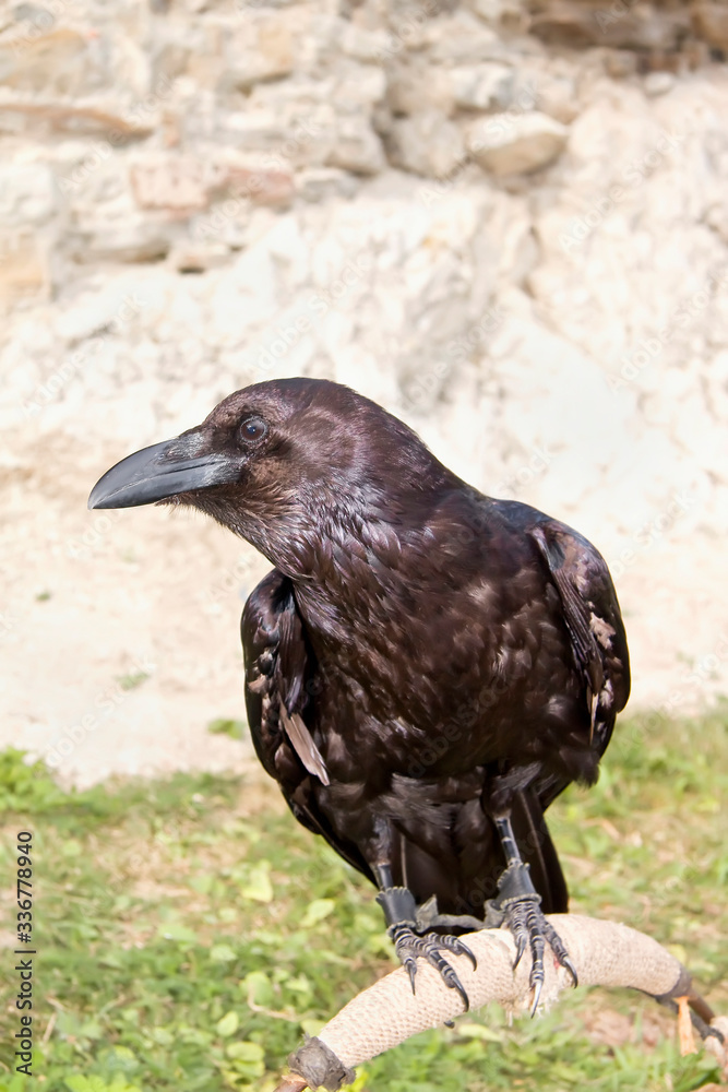 Fototapeta premium Predatory birds trained for hunting.