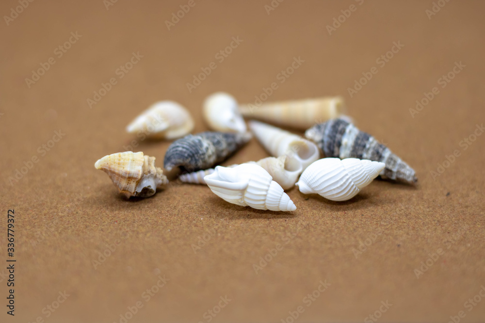 Concept of a holiday at the sea, shells on the sand close-up.Holidays, sea trips