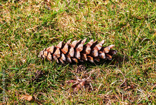 Pinecone in the grass