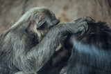 Close up of Two Chimpanzees grooming each other
