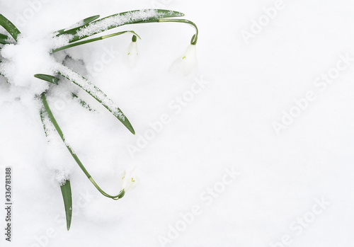 Snowdrop flowers growig in the snow in early spring. Tender spring backdrop for your design. Top view. Place for text. photo