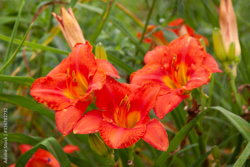 Fototapeta premium orange daylilies