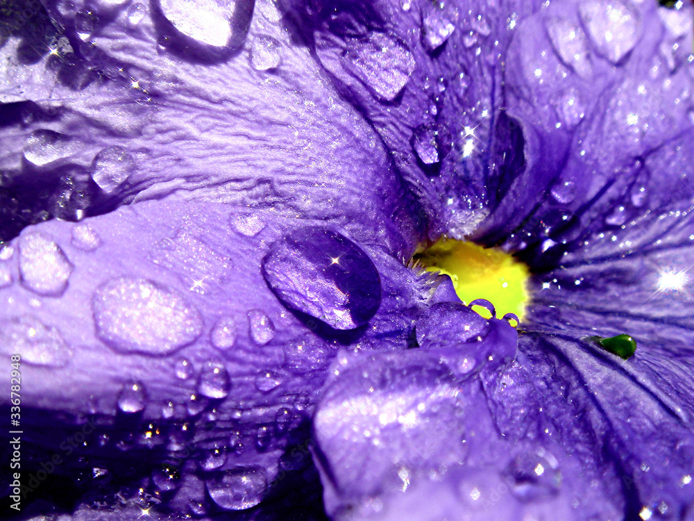 Close-up of water droplets on a purple pansy flower
