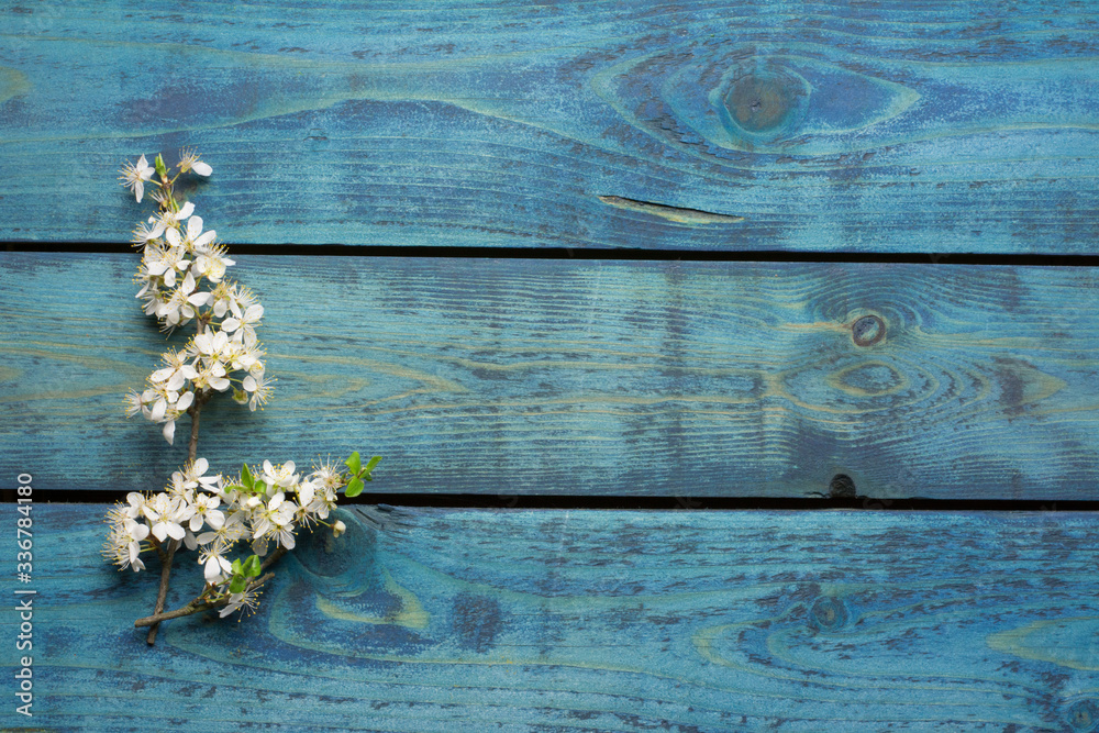 Two plum tree twigs with white blossom on blue wooden background Two plum tree twigs with white blossom on blue wooden background
