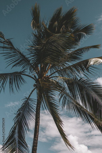 palm tree With blue sky background 