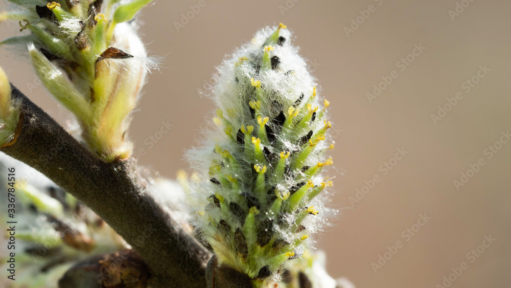 Fototapeta premium pąk