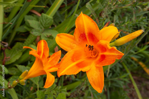 Orange daylily pair