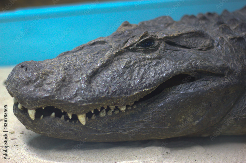 Obraz premium Crocodile in the museum