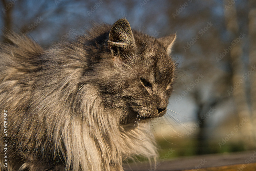 Türkische Angora Katze mit grauem Langhaarfell und grünen Augen im Garten Türkische Angora Katze mit grauem Langhaarfell und grünen Augen im Garten