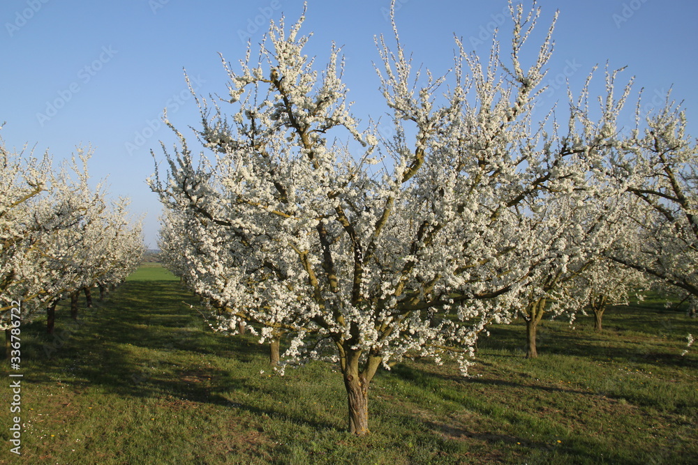 Mirabelle plum trees orchard white flowers Mirabelle plum trees orchard white flowers