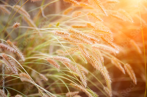 Ears of decorative grass in bright sunlight. Close-up, blurred image, sun exposure.