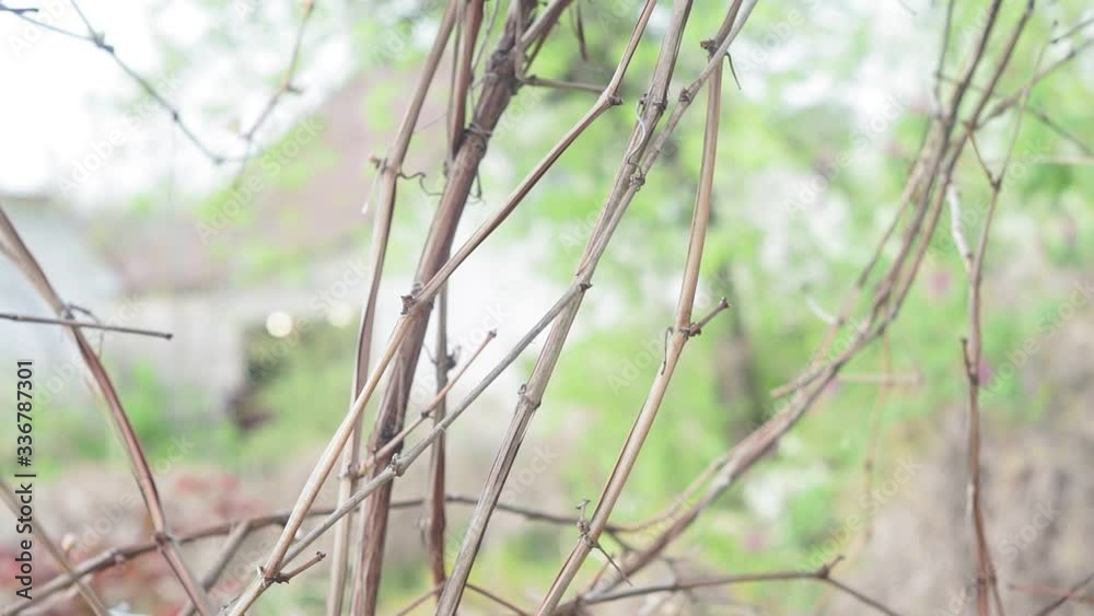 vine in the spring. vineyard in the garden vine in the spring. vineyard in the garden