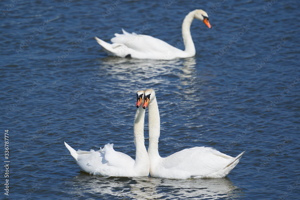 Obraz premium The flock of white mute swans swimming in the clear water of the lake in Czech republic in Europe, during the sunny summer day. Beautiful example of european wildlife and nature.