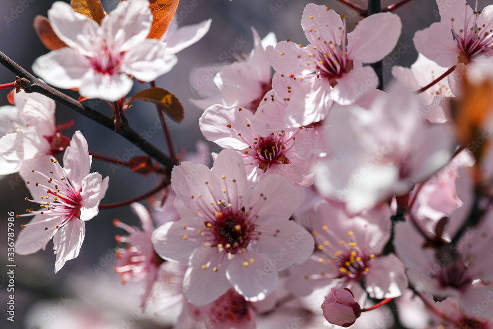 Sakura or Japanese cherry blossom blooms in spring season against blue sky. Sakura or Japanese cherry blossom blooms in spring season against blue sky.