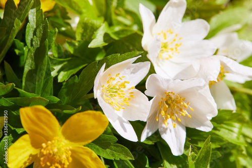 Flowers of white and yellow uncultivated anemone  Anemona ranuculoides 