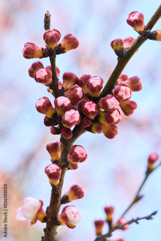 Branch of plenty of apricot buds. Apricot tree flower, seasonal floral nature background Branch of plenty of apricot buds. Apricot tree flower, seasonal floral nature background