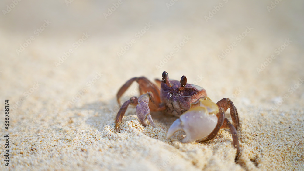 bright crab on clean white sand. sea ​​crab moves along the beach by the ocean. coast wild life on tropic island