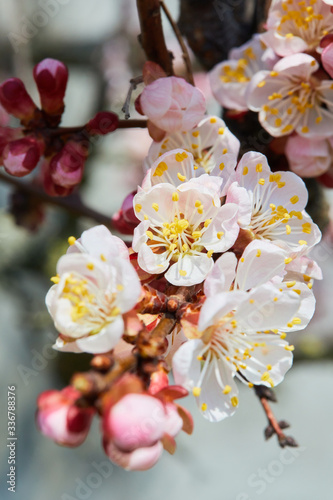 Branch of a blossoming apricot tree. Apricot tree flower  seasonal floral nature background