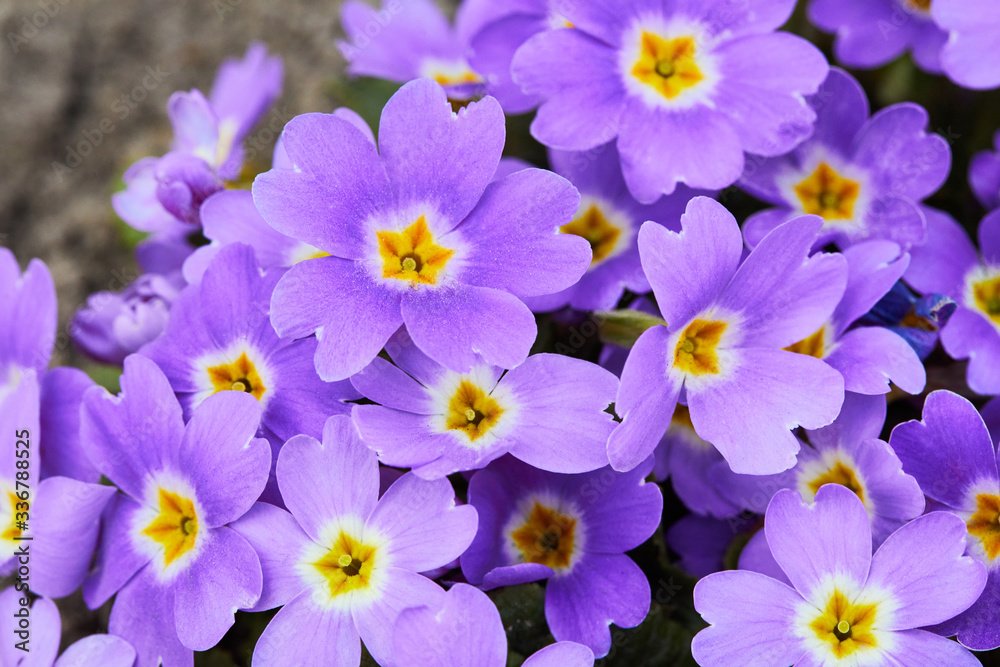 Violet primula vulgaris, primrose. Flowering Primula (Primula Vulgaris). Gardening Violet primula vulgaris, primrose. Flowering Primula (Primula Vulgaris). Gardening