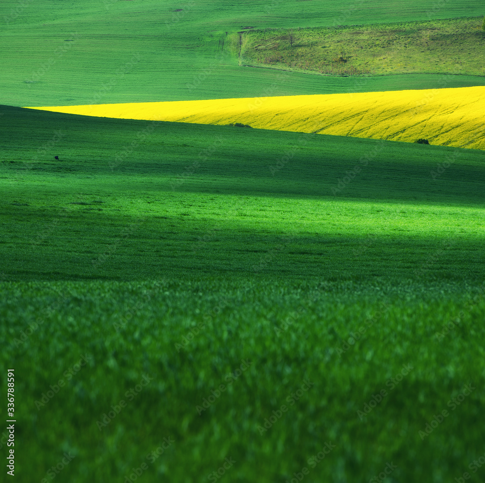 Fototapeta premium Field as a background. Grass on the meadow at the day time. Agricultural landscape in the summer time. Agriculture - image
