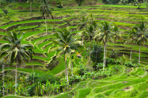 Beautiful lush green rice terraces with palms on Bali, Indonesia