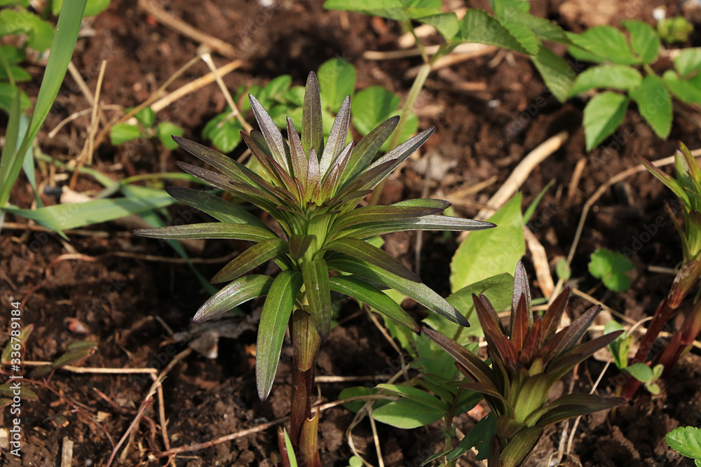 Young sprouts of flowers in the garden, the birth of a new life. The concept of spring. Royal grouse on fresh soil Young sprouts of flowers in the garden, the birth of a new life. The concept of spring. Royal grouse on fresh soil
