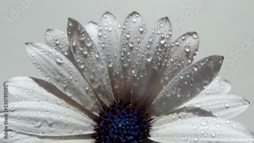 Close up macro video of beautiful osteospermum African white daisy with purple centre isolated with droplets in petals