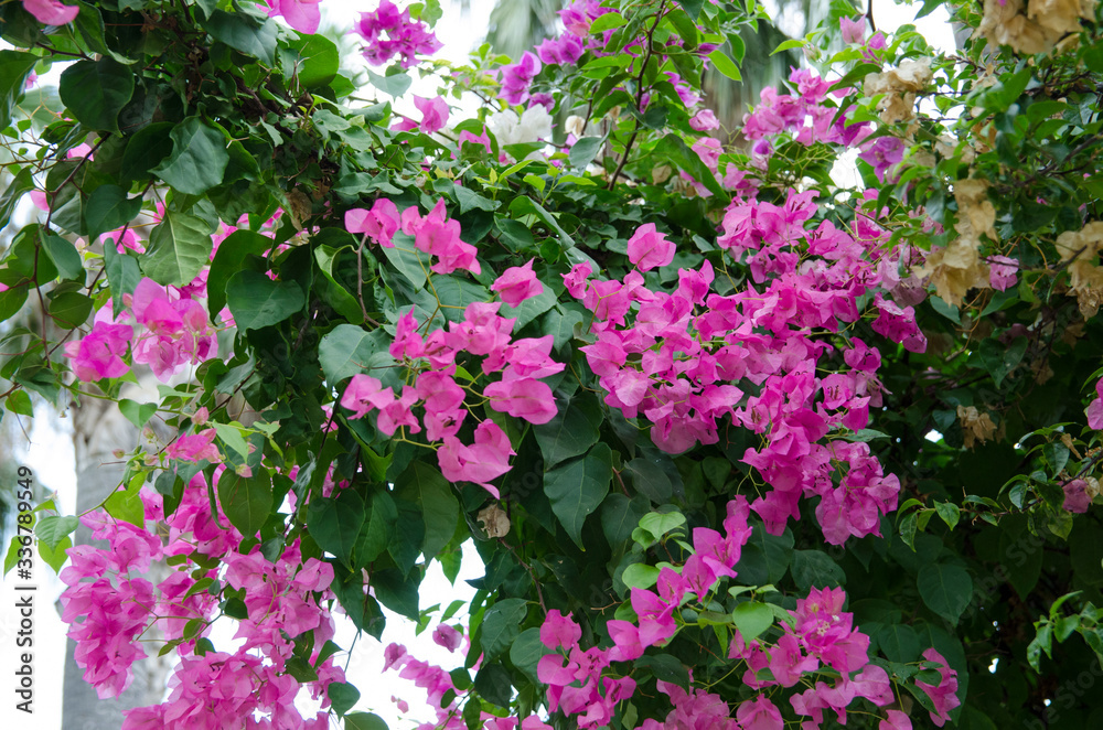 nature in Turkey in early autumn