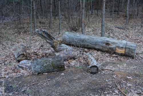 gray old logs and pieces of trees lie on the ground and dry leaves in the forest