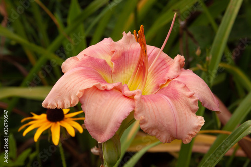 daylily with black eyed susan