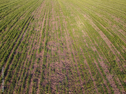 Destruction of small areas with winter crops by mice. Winter wheat is damaged by frost and rodents. photo