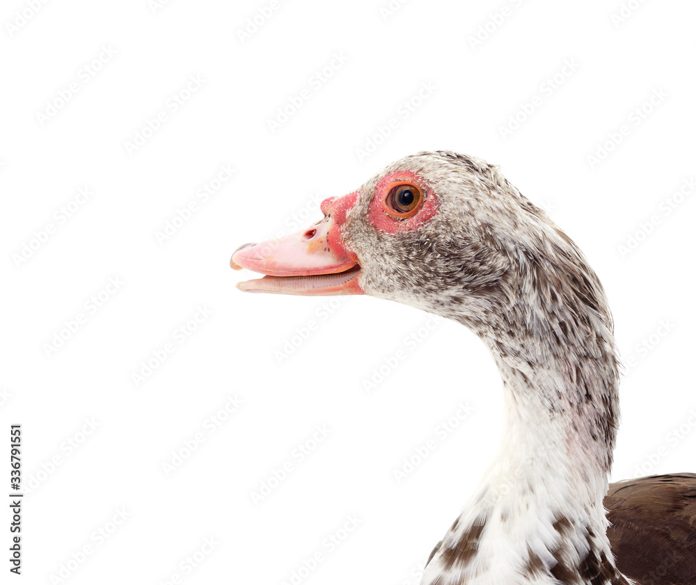 One brown duck. One brown duck.