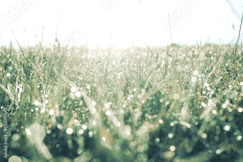 Fresh green grass with drops of dew, close-up.