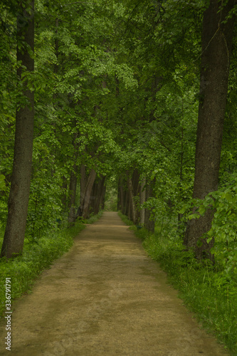 road in the forest