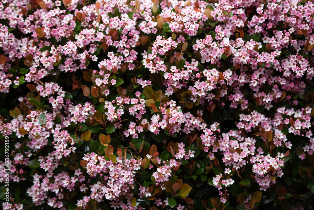 Fototapeta premium pink and white flowers