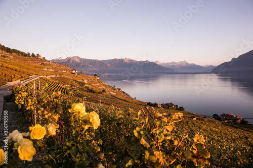 Lake Geneva Lavaux in Autumn. Beautiful lake views in Switzerland. photo