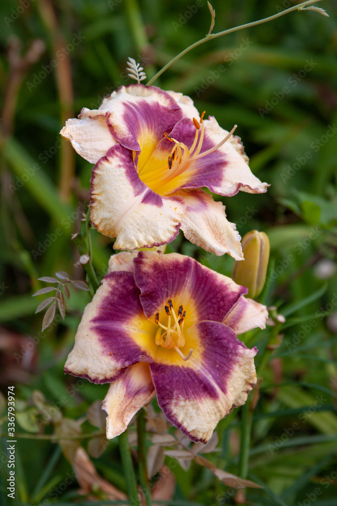Fototapeta premium pink purple daylily