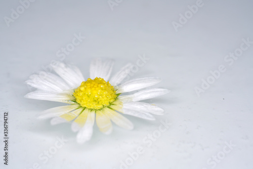 white daisy flower