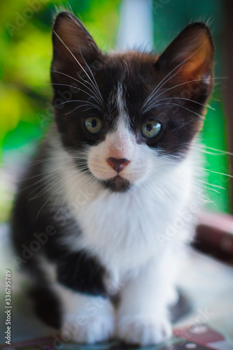 white kitten with black, with black nose © CamiloSantamaría