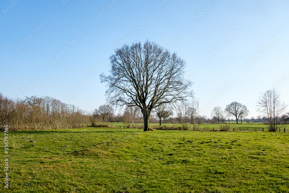 A tree without leafs on a nice green field of grass on a beautiful sunny day with a blue sky.