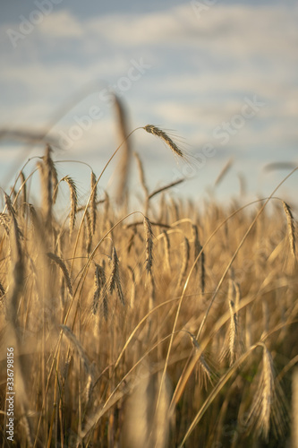 Golden wheat leaves