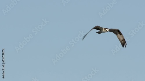  Slow Motion osprey bird flying in air over Lake Jesup in Orlando Florida 