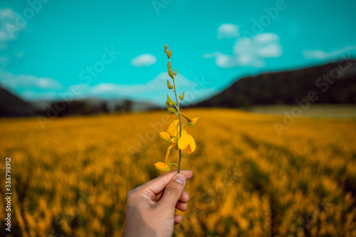 beautiful flowers , holding by man hand with the moutain.
