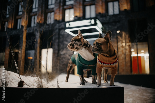 two french bulldog dogs posing outdoors in winter together
