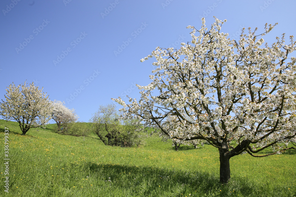 White Cherry blossom tree in Spring Switzerland White Cherry blossom tree in Spring Switzerland