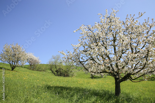 White Cherry blossom tree in Spring Switzerland