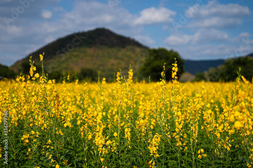 Yellow flower field a mountain behind. Sunhemp in Thailand.